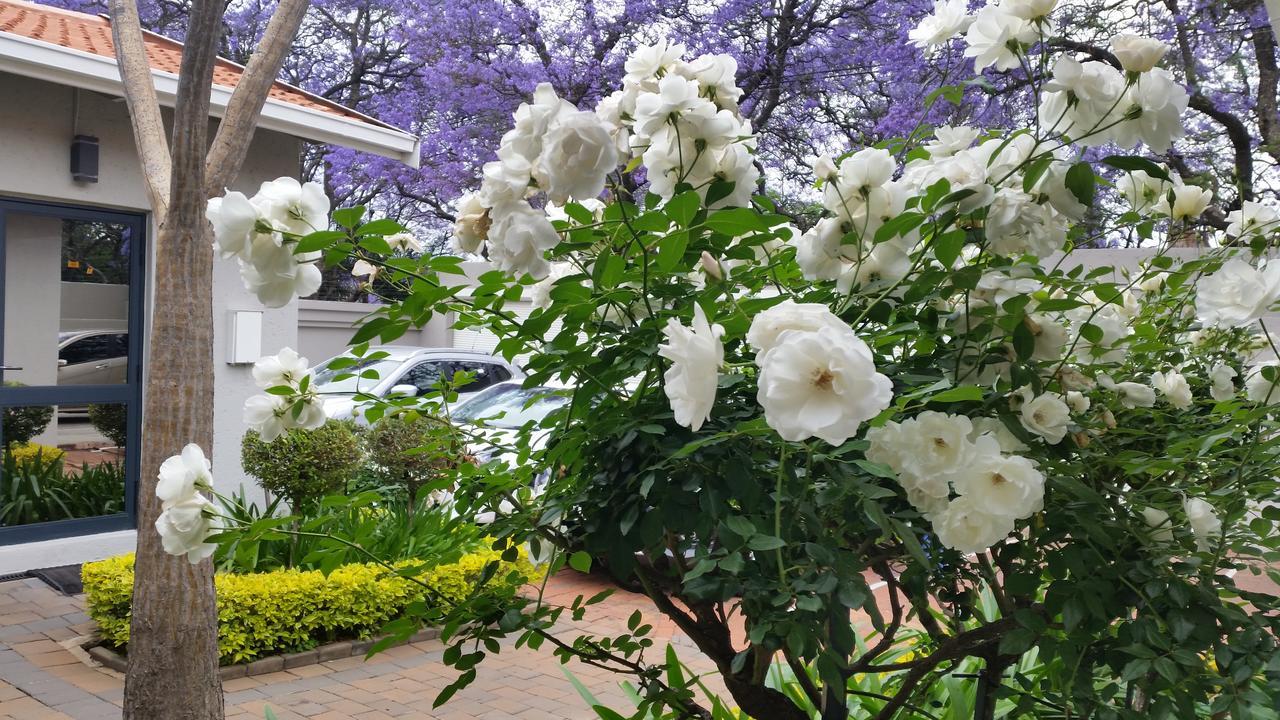 Rosebank Lodge Guesthouse By Claires Johannesburg Eksteriør billede